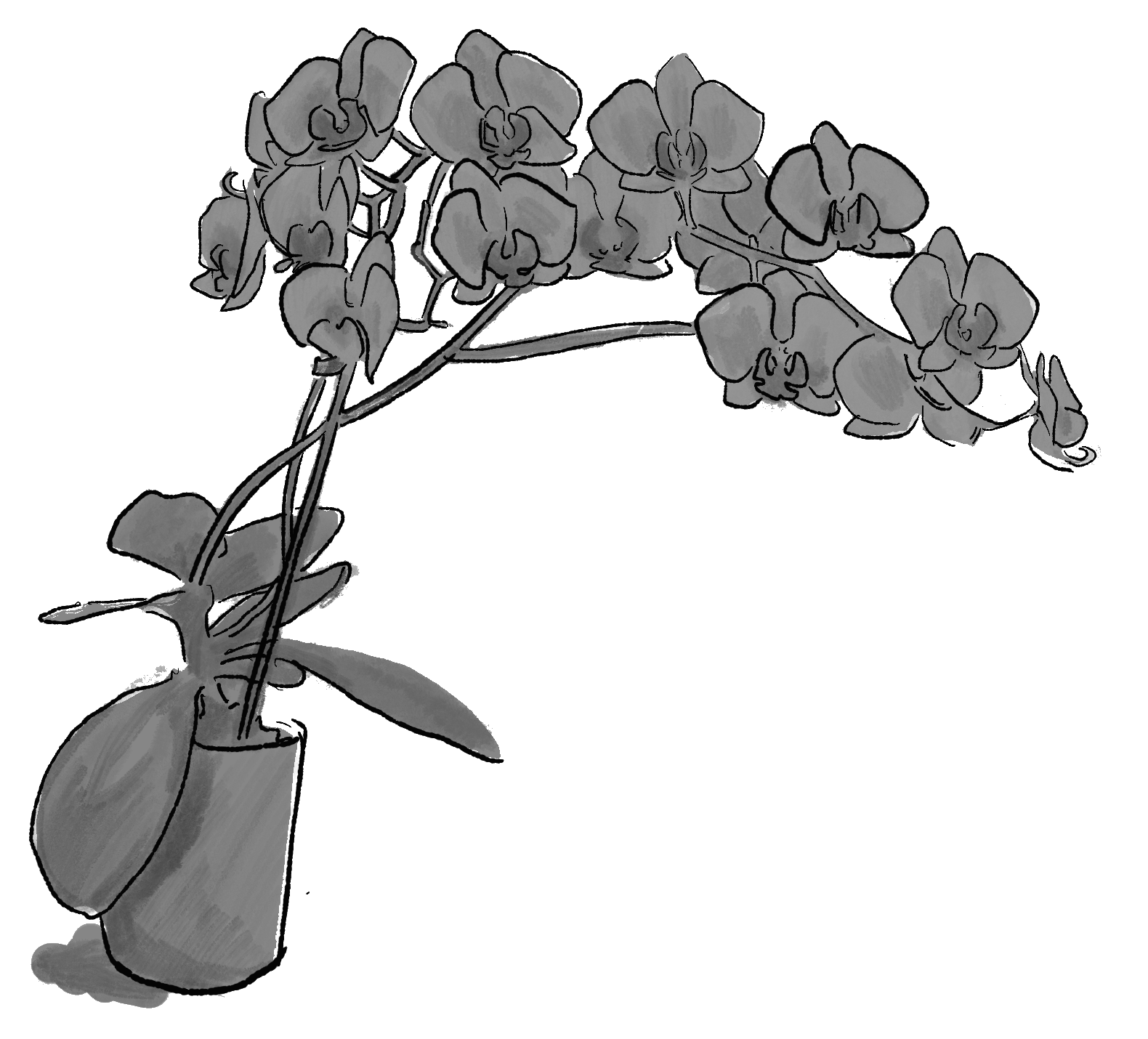 orchids